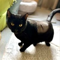 Panthère noire au grand coeur - spartacus #2