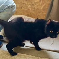 Panthère noire au grand coeur - spartacus