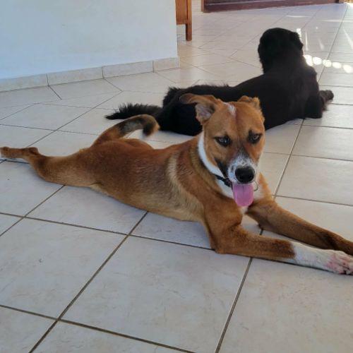 Aloka la joie de vivre à la créole #5