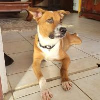 Aloka la joie de vivre à la créole #8