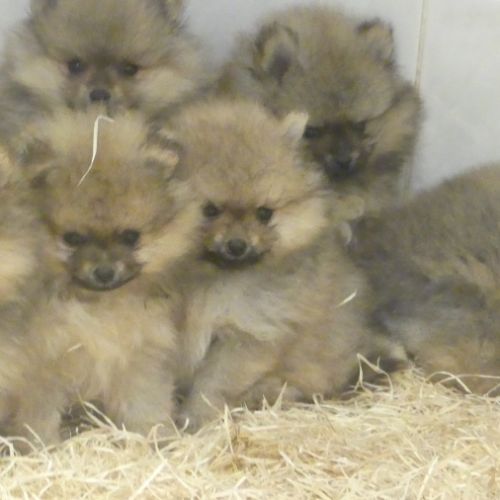 Superbes chiots spitz nain #0