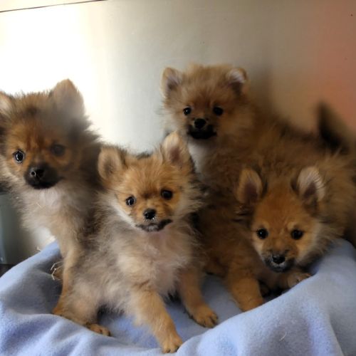 Magnifiques chiots spitz nain #0