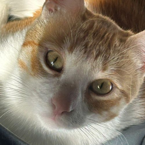 Miki un jeune chat parfait ! #1