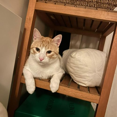 Miki un jeune chat parfait ! #3