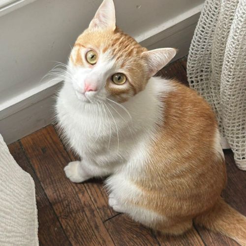 Miki un jeune chat parfait !