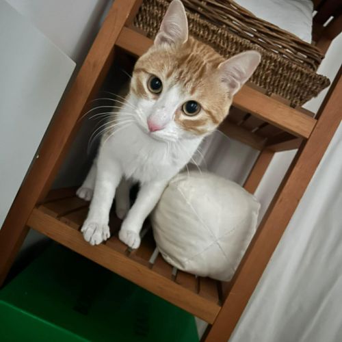 Miki un jeune chat parfait ! #5