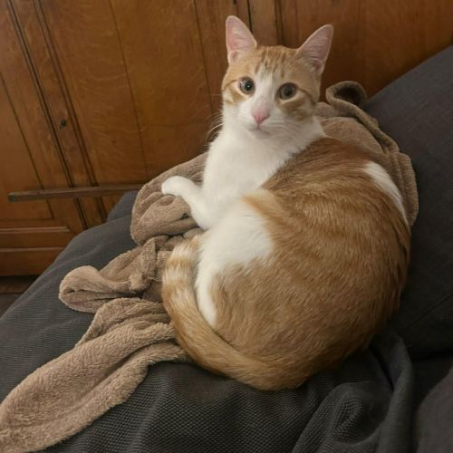 Miki un jeune chat parfait ! #6