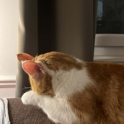 Miki un jeune chat parfait ! #7