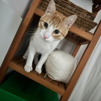 Miki un jeune chat parfait ! #5