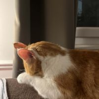 Miki un jeune chat parfait ! #7