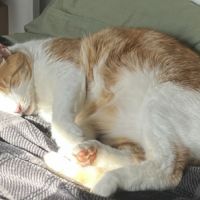 Miki un jeune chat parfait ! #10