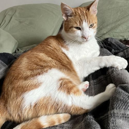 Rouxy cherche une famille pour la vie  #3