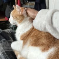 Rouxy cherche une famille pour la vie  #7