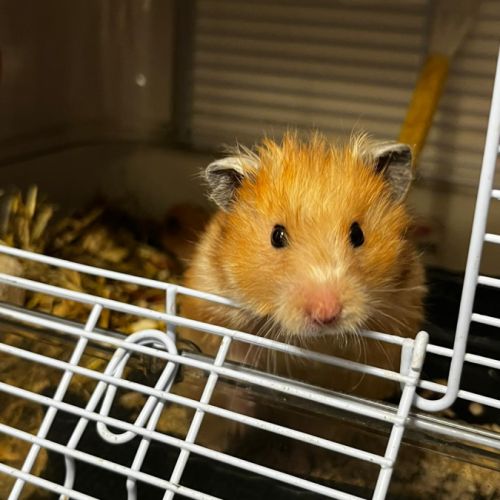 Don d’hamsters syrien dorée #2