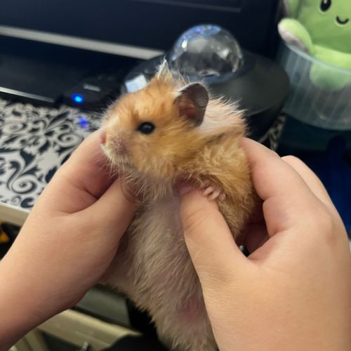 Don d’hamsters syrien dorée #6