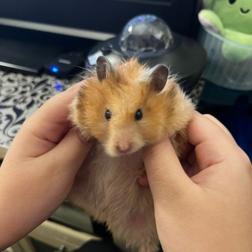 Don d’hamsters syrien dorée #7