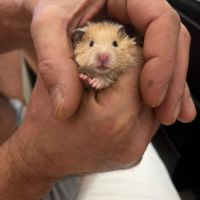 Don d’hamsters syrien dorée #0