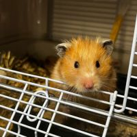 Don d’hamsters syrien dorée #2