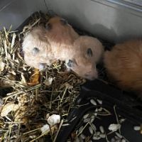 Don d’hamsters syrien dorée #3