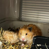 Don d’hamsters syrien dorée #4