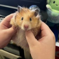 Don d’hamsters syrien dorée #5