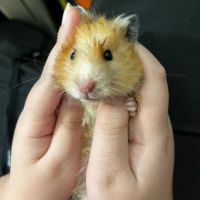 Don d’hamsters syrien dorée #8