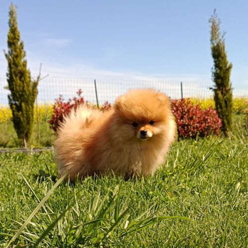 Véritable spitz allemand #1