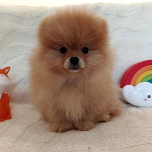 Véritable spitz allemand #2