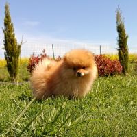 Véritable spitz allemand #1