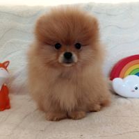 Véritable spitz allemand #2