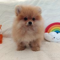 Véritable spitz allemand