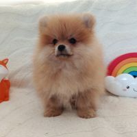 Véritable spitz allemand #4