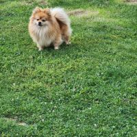 Véritable spitz allemand #5