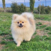 Véritable spitz allemand #6