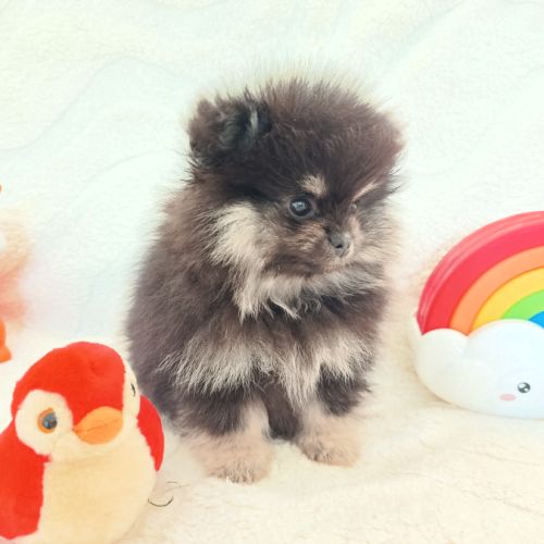 Spitz allemand nain #1