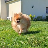 Spitz allemand nain #3