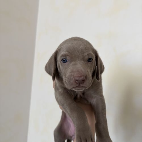 Chiots braque de weimar #1