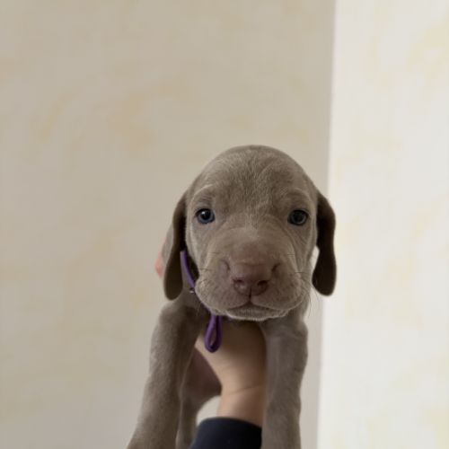 Chiots braque de weimar #2