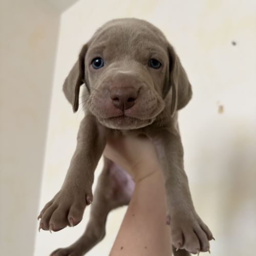 Chiots braque de weimar #4