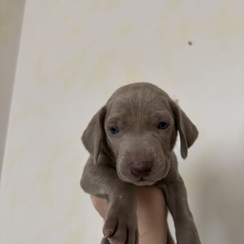 Chiots braque de weimar #5