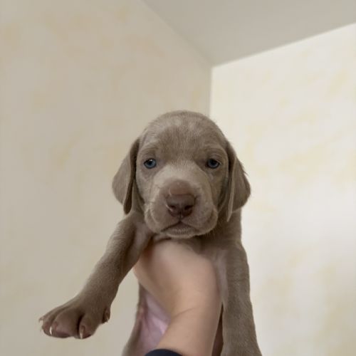 Chiots braque de weimar #6