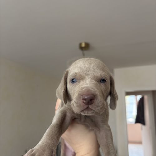 Chiots braque de weimar