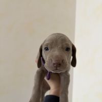 Chiots braque de weimar #2