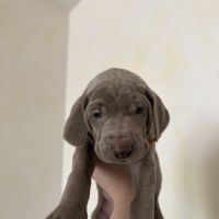 Chiots braque de weimar #3