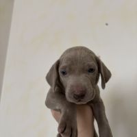 Chiots braque de weimar #5