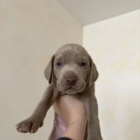 Chiots braque de weimar #6