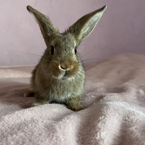 Magnifique lapins #1