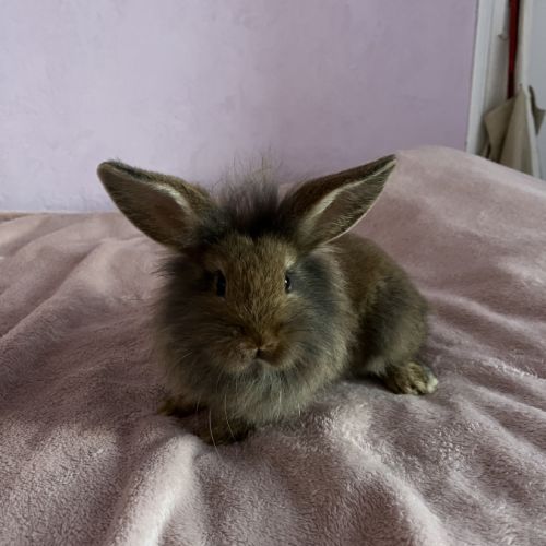 Magnifique lapins #2