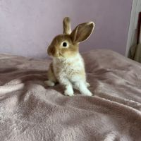 Magnifique lapins #4