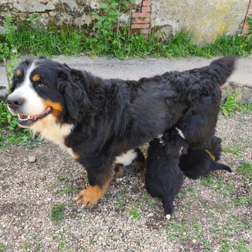 4 bébés bouvier bernois lof mâles (parents testés) #4